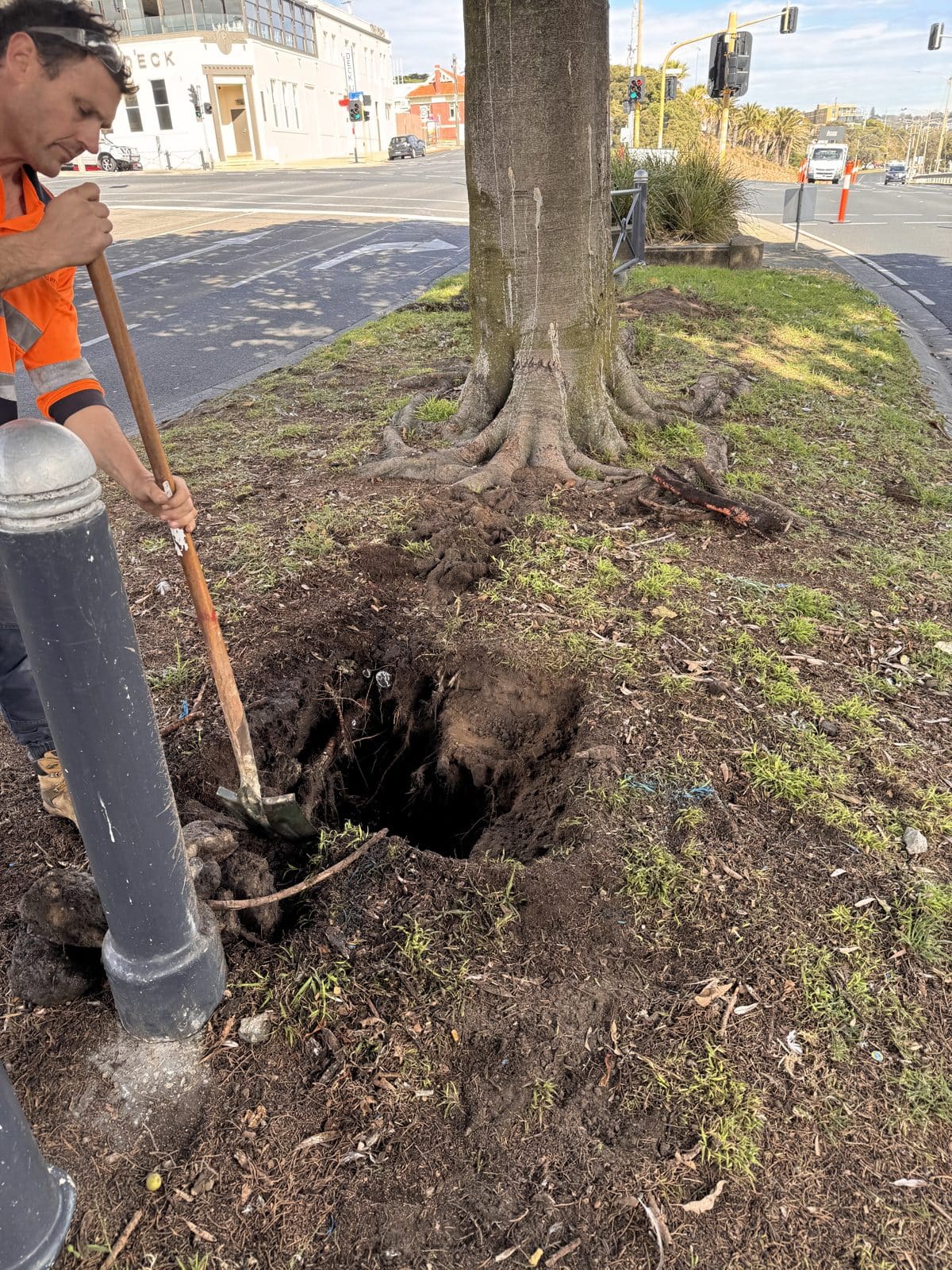 A worker opening a pothole by hand at the base of a median tree, exposing roots without cutting them.