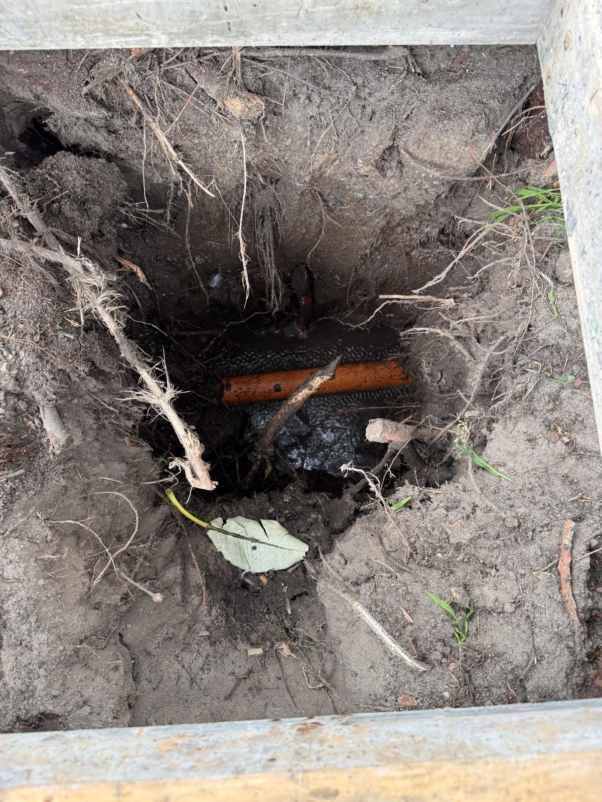 Tree roots left in place across an open pit, with electrical conduit threaded underneath them.